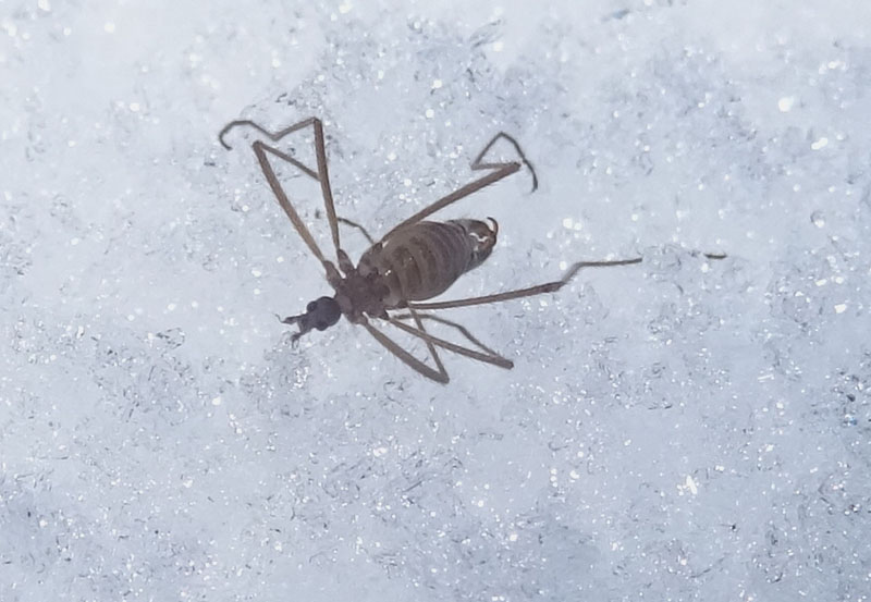 Maschio e femmina di Chionea sp. (Limoniidae)